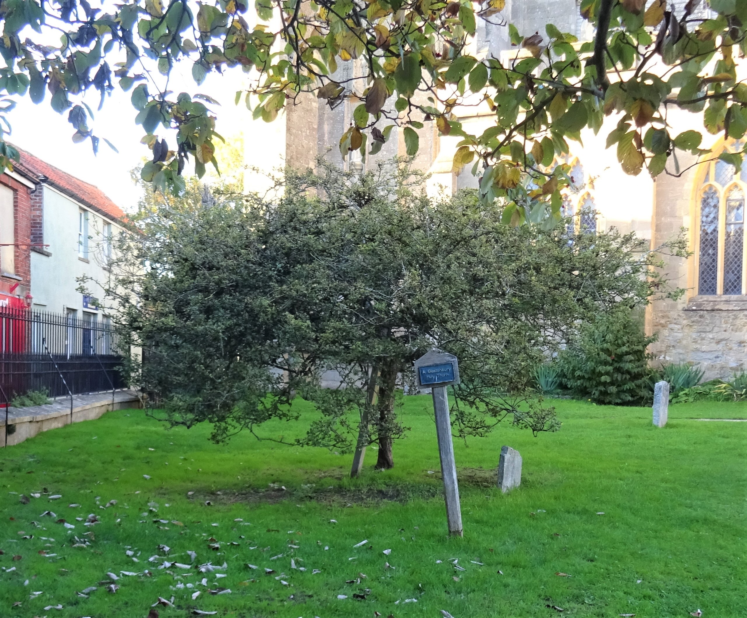 A Glastonbury Thorn, St John the Baptist, Glastonbury, Somerset.jpg